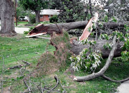 Tree Service - Milaca & Princteon, MN Milaca Tree Service