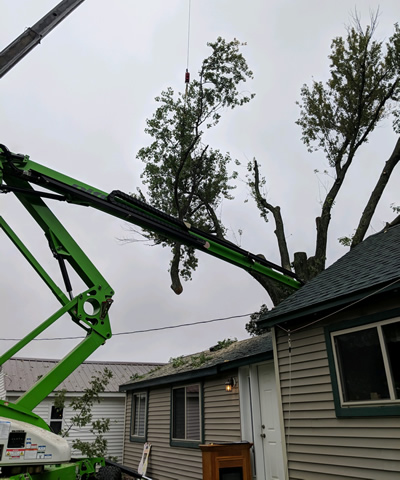 Hazardous Tree Removal Experts
