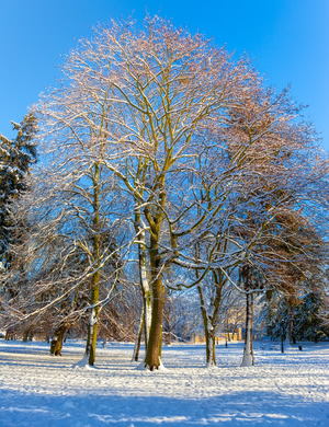 Winter Tree Pruning Andover, MN Winter Tree Pruning Photo